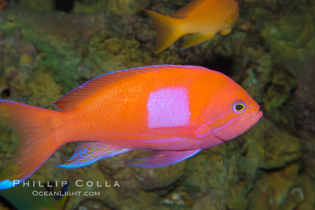 Square-spot fairy basslet, male coloration., Pseudanthias pleurotaenia, natural history stock photograph, photo id 08851