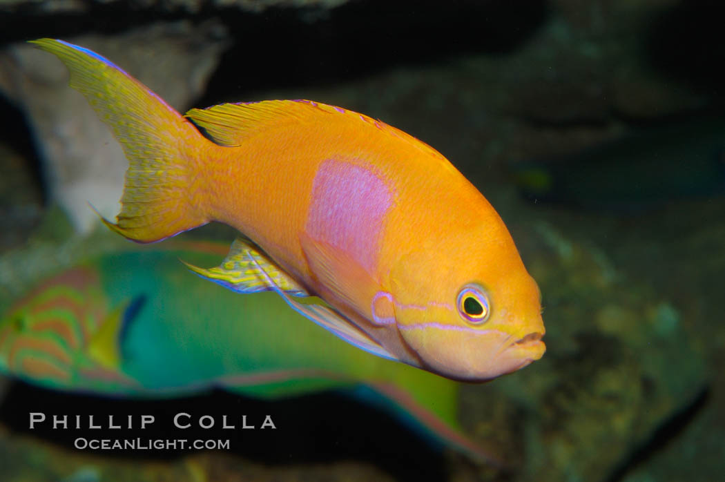 Square-spot fairy basslet, male coloration., Pseudanthias pleurotaenia, natural history stock photograph, photo id 08859