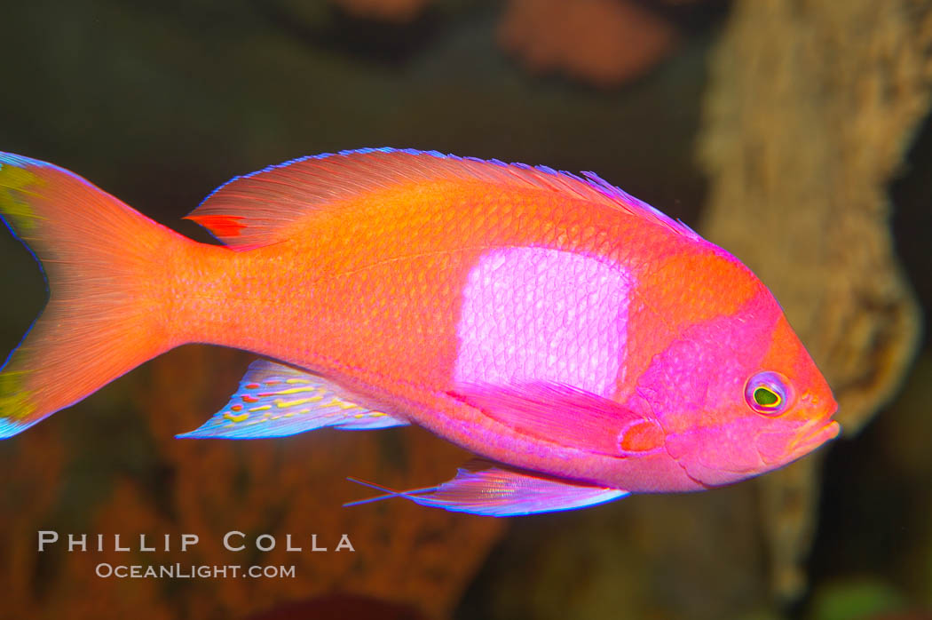 Square-spot fairy basslet, male coloration., Pseudanthias pleurotaenia, natural history stock photograph, photo id 12863