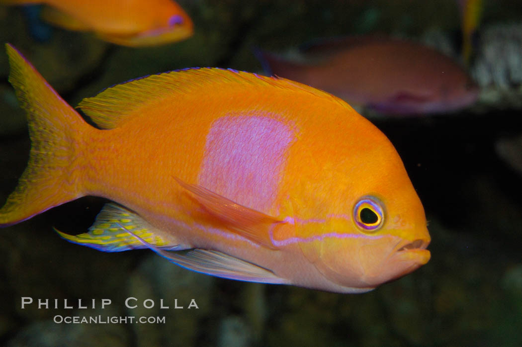 Square-spot fairy basslet, male coloration., Pseudanthias pleurotaenia, natural history stock photograph, photo id 08849