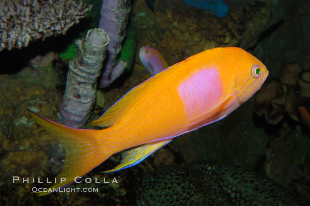 Square-spot fairy basslet, male coloration., Pseudanthias pleurotaenia, natural history stock photograph, photo id 08853