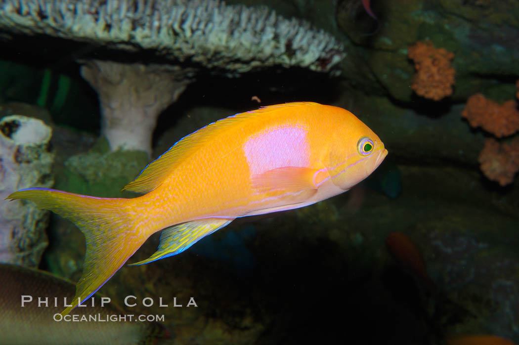 Square-spot fairy basslet, male coloration., Pseudanthias pleurotaenia, natural history stock photograph, photo id 08861