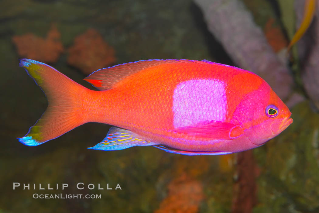 Square-spot fairy basslet, male coloration., Pseudanthias pleurotaenia, natural history stock photograph, photo id 12865