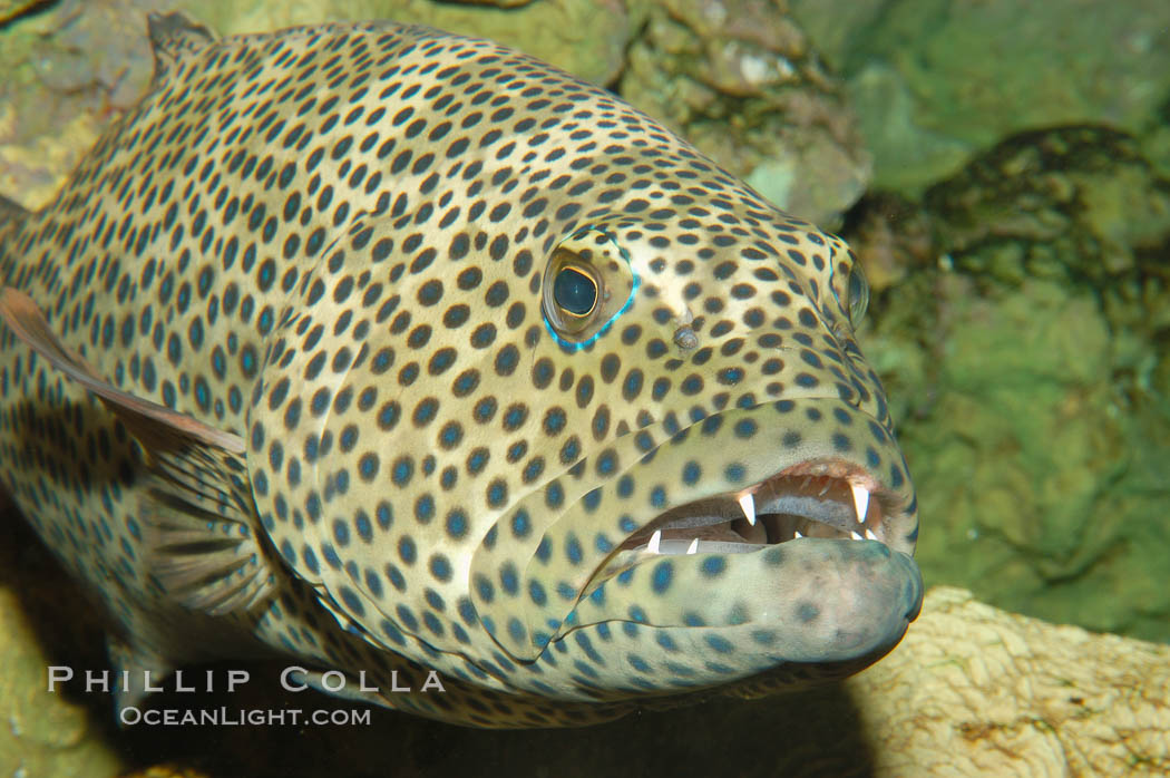 Squaretail coralgrouper., Plectropomus areolatus, natural history stock photograph, photo id 08840