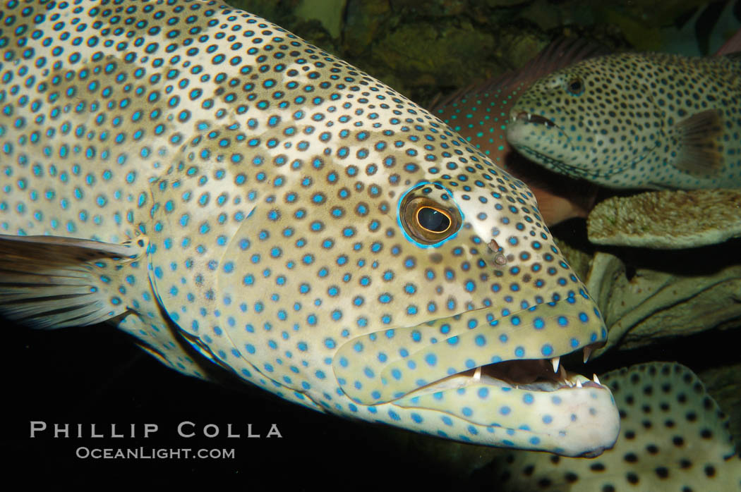 Squaretail coralgrouper., Plectropomus areolatus, natural history stock photograph, photo id 08839