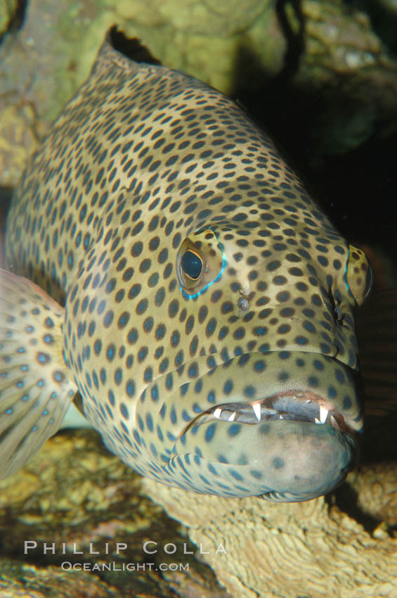 Squaretail coralgrouper., Plectropomus areolatus, natural history stock photograph, photo id 08843