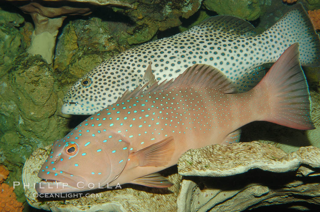 Squaretail coralgrouper (upper) and spotted coralgrouper (lower)., Plectropomus areolatus, Plectropomus maculatus, natural history stock photograph, photo id 08837