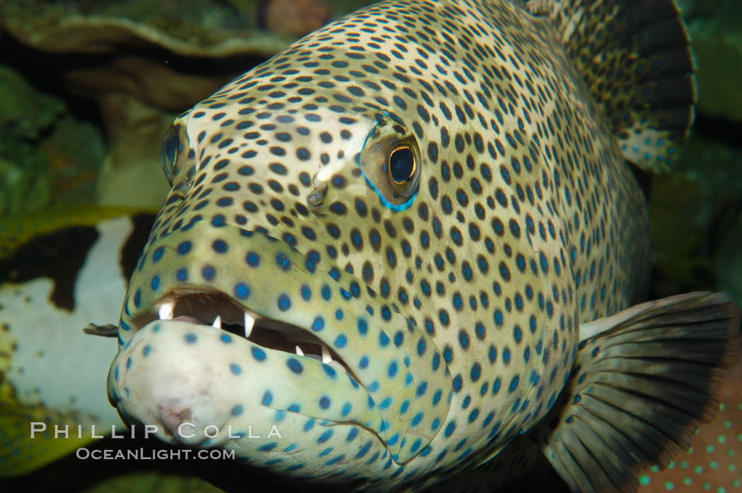 Squaretail coralgrouper., Plectropomus areolatus, natural history stock photograph, photo id 08841