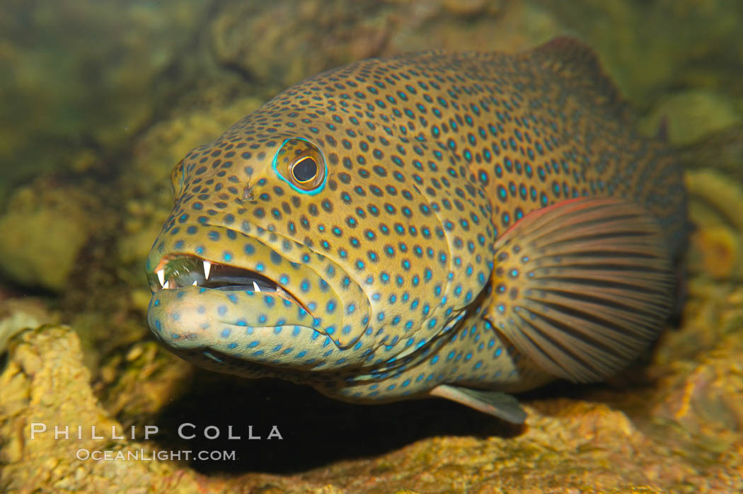 Squaretail coralgrouper., Plectropomus areolatus, natural history stock photograph, photo id 12913