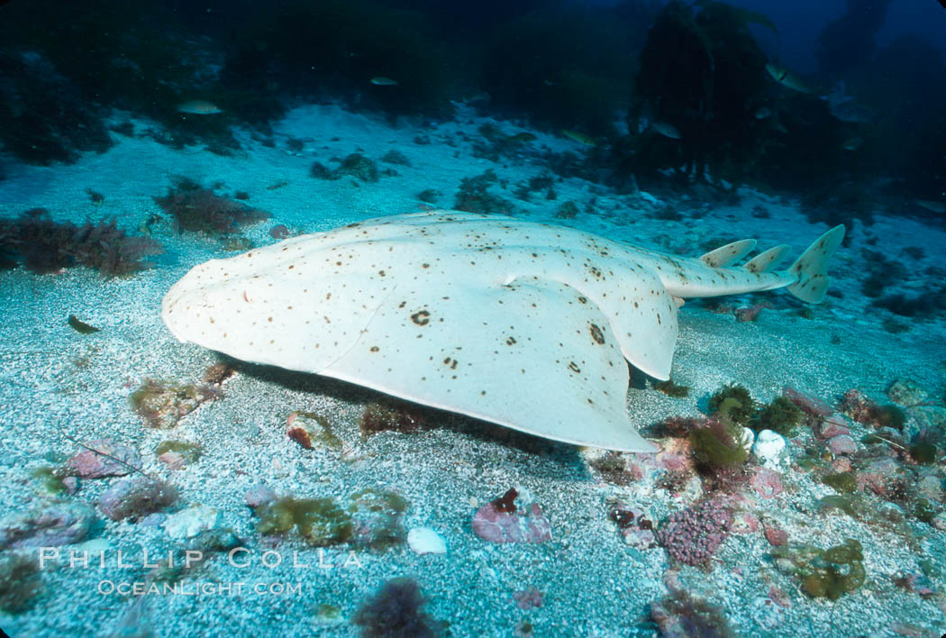 Angel shark, Islas San Benito. San Benito Islands (Islas San Benito), Baja California, Mexico, Squatina californica, natural history stock photograph, photo id 02342