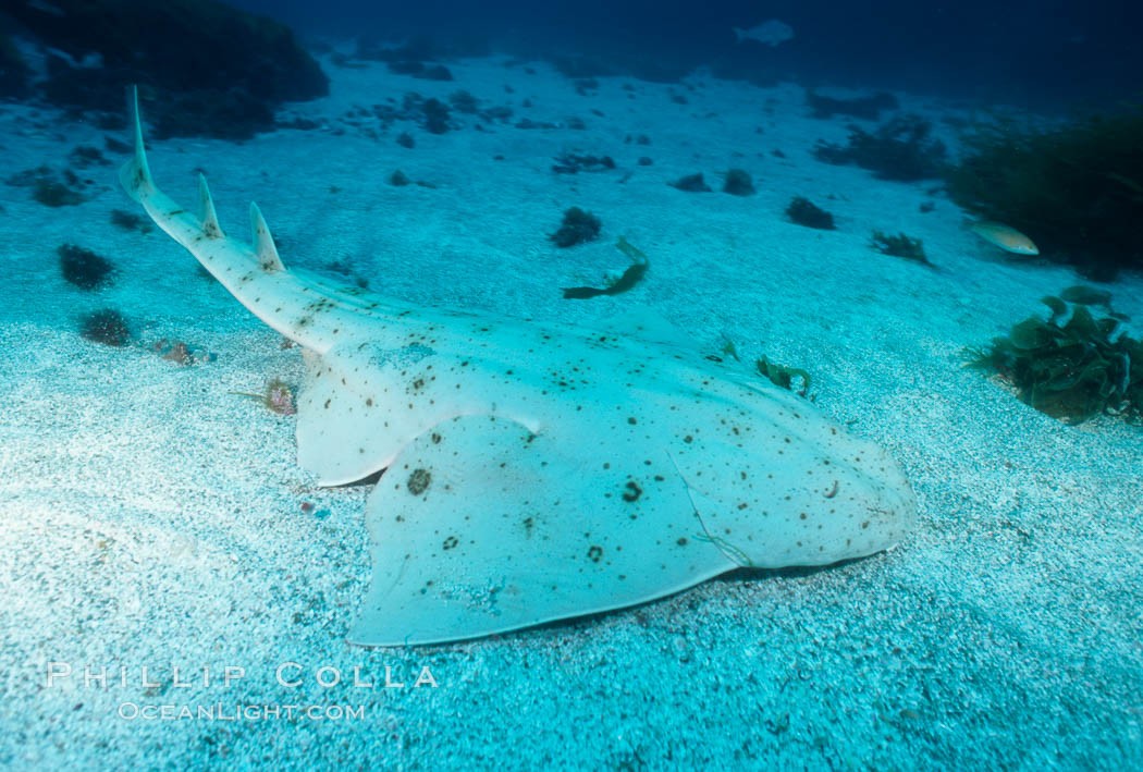 Angel shark, Islas San Benito. San Benito Islands (Islas San Benito), Baja California, Mexico, Squatina californica, natural history stock photograph, photo id 05794