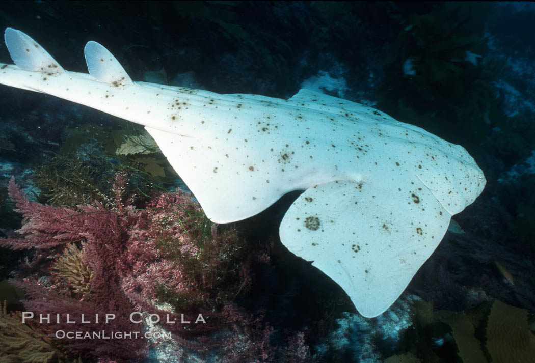 Angel shark. San Benito Islands (Islas San Benito), Baja California, Mexico, Squatina californica, natural history stock photograph, photo id 05791