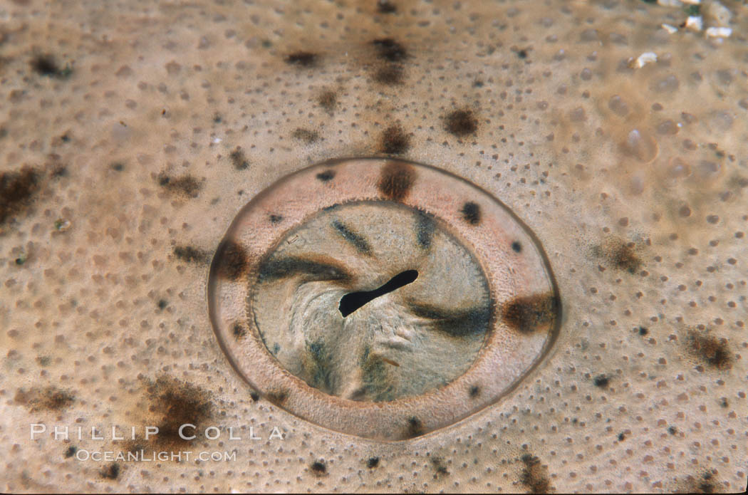 Angel shark eye detail. San Benito Islands (Islas San Benito), Baja California, Mexico, Squatina californica, natural history stock photograph, photo id 04649