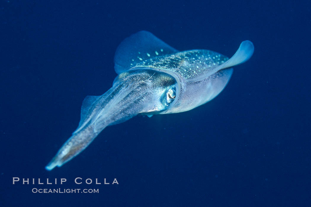 Squid. Roatan, Honduras, natural history stock photograph, photo id 07024