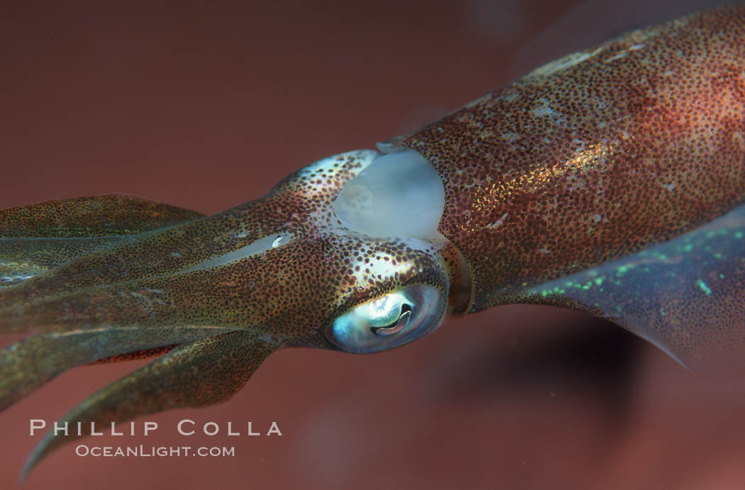 Squid. Roatan, Honduras, natural history stock photograph, photo id 05399