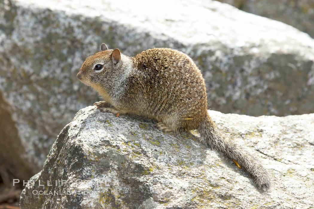 Squirrel, Yosemite Valley. Yosemite National Park, California, USA, natural history stock photograph, photo id 12663