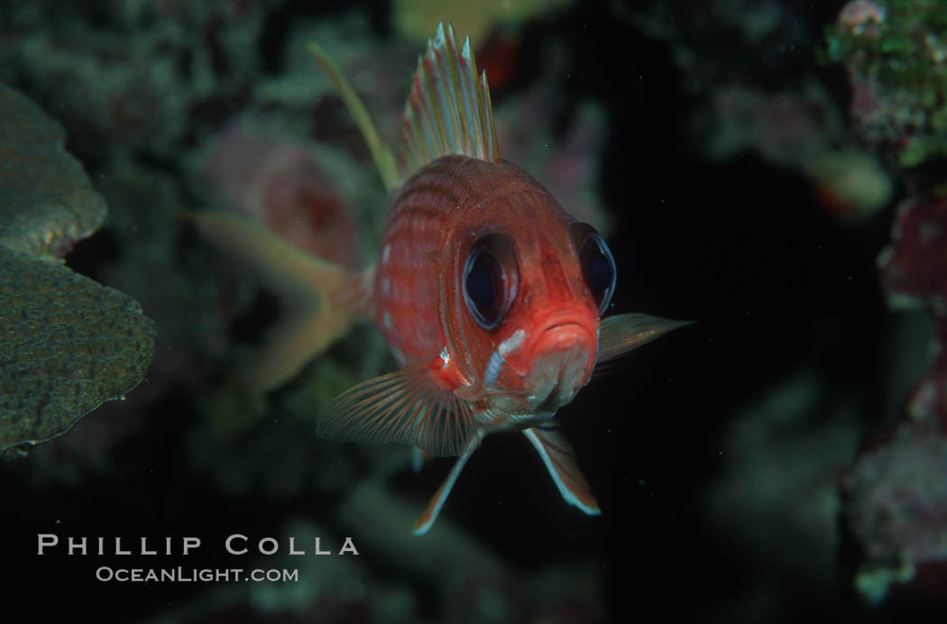 Squirrelfish. Roatan, Honduras, Sargocentron, natural history stock photograph, photo id 05220