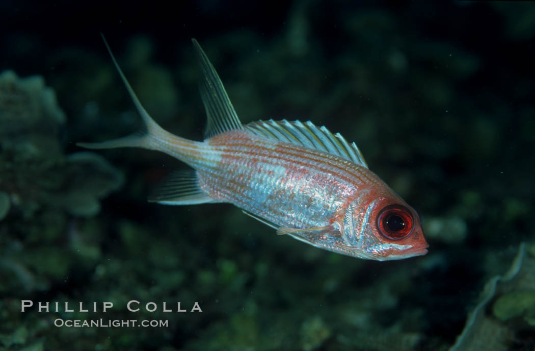 Squirrelfish. Roatan, Honduras, Sargocentron, natural history stock photograph, photo id 05221