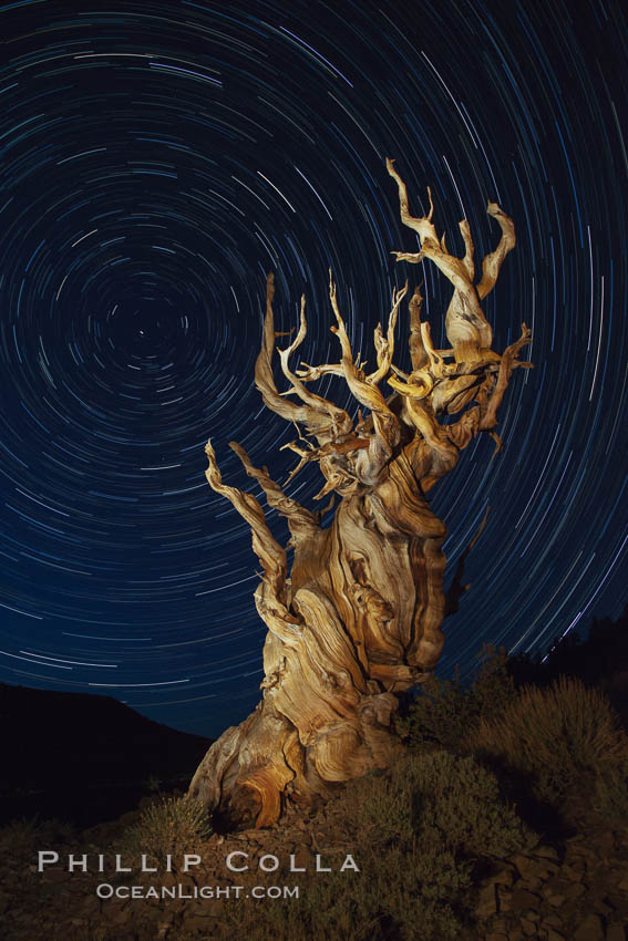Stars trails above ancient bristlecone pine trees, in the White Mountains at an elevation of 10,000' above sea level.  These are some of the oldest trees in the world, reaching 4000 years in age. Ancient Bristlecone Pine Forest, White Mountains, Inyo National Forest, California, USA, Pinus longaeva, natural history stock photograph, photo id 27794
