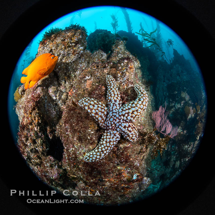 Starfish and garibaldi on the reef, San Clemente Island. California, USA, natural history stock photograph, photo id 38520
