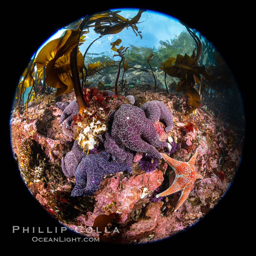 Starfish cling to a rocky reef, surrounded by other colorful invertebrate life. Browning Pass, Vancouver Island. British Columbia, Canada, natural history stock photograph, photo id 35342