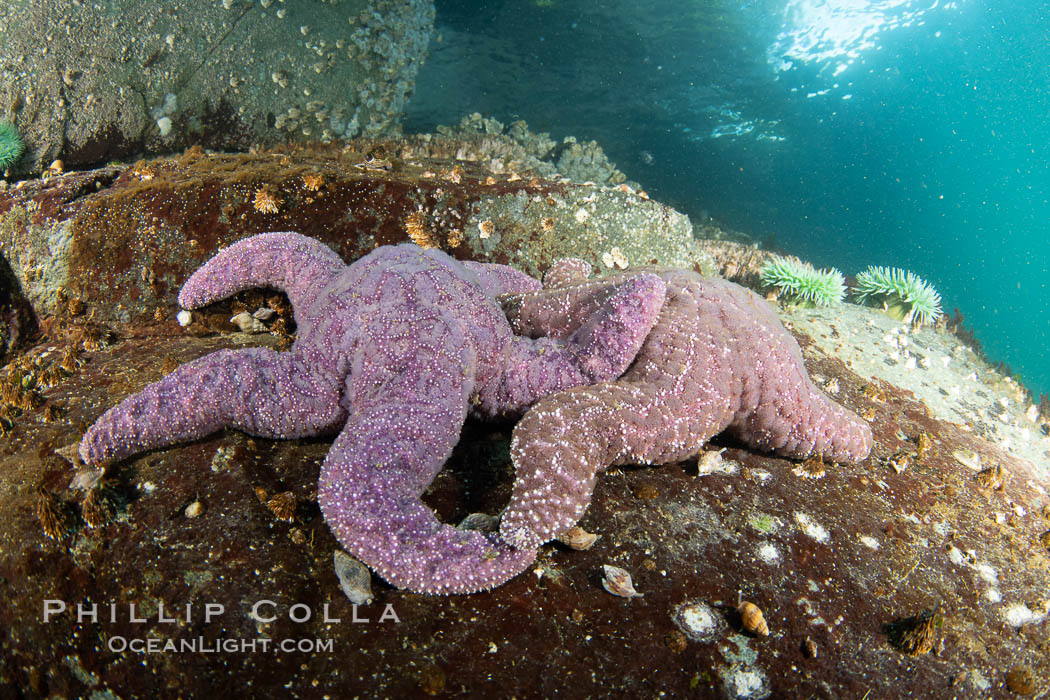 Starfish cling to a rocky reef, surrounded by other colorful invertebrate life. Browning Pass, Vancouver Island. British Columbia, Canada, natural history stock photograph, photo id 35438