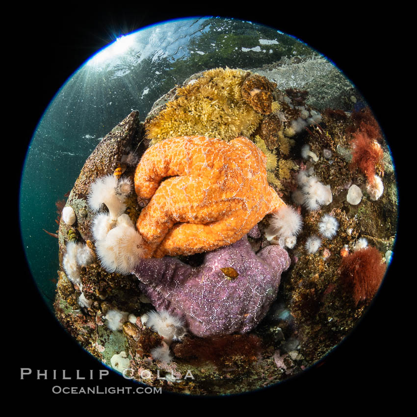 Starfish cling to a rocky reef, surrounded by other colorful invertebrate life. Browning Pass, Vancouver Island. British Columbia, Canada, natural history stock photograph, photo id 35506