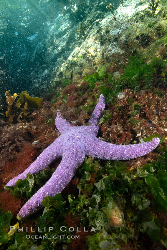 Starfish cling to a rocky reef, surrounded by other colorful invertebrate life. Browning Pass, Vancouver Island. British Columbia, Canada, natural history stock photograph, photo id 35384