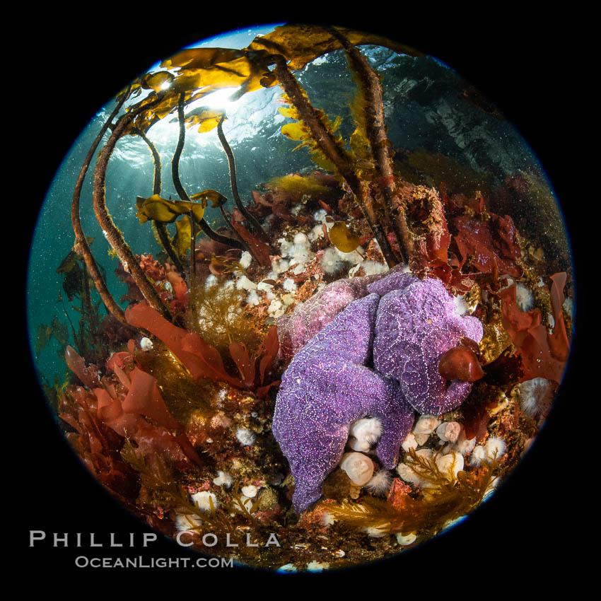 Starfish cling to a rocky reef, surrounded by other colorful invertebrate life. Browning Pass, Vancouver Island. British Columbia, Canada, natural history stock photograph, photo id 35400