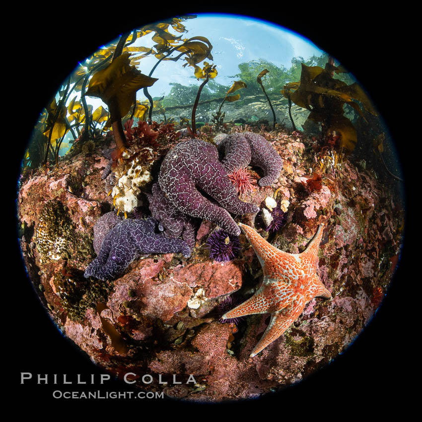 Starfish cling to a rocky reef, surrounded by other colorful invertebrate life. Browning Pass, Vancouver Island. British Columbia, Canada, natural history stock photograph, photo id 35512