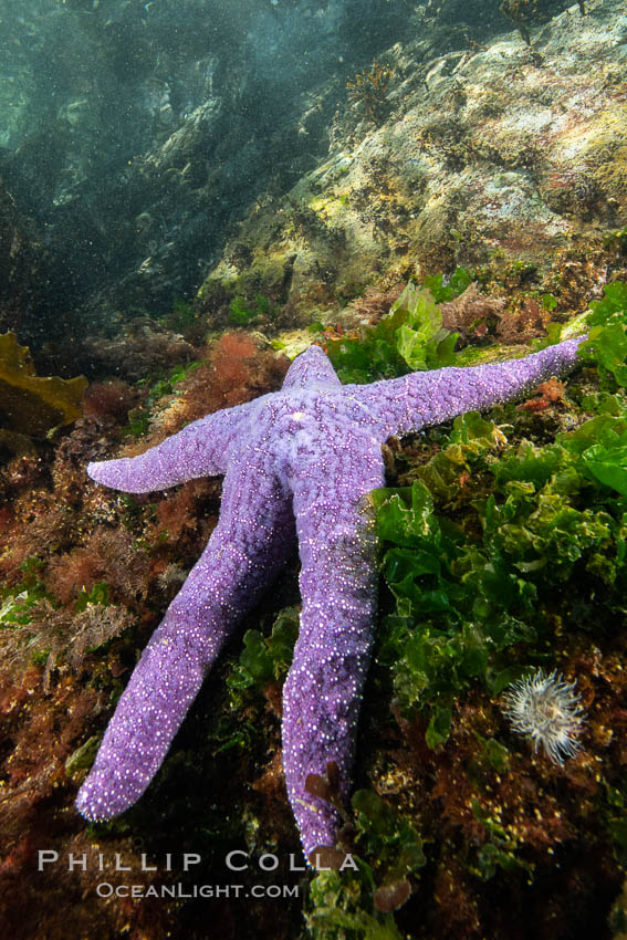 Starfish cling to a rocky reef, surrounded by other colorful invertebrate life. Browning Pass, Vancouver Island. British Columbia, Canada, natural history stock photograph, photo id 35459