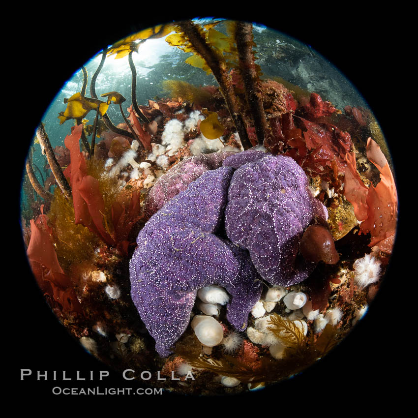 Starfish cling to a rocky reef, surrounded by other colorful invertebrate life. Browning Pass, Vancouver Island. British Columbia, Canada, natural history stock photograph, photo id 35507