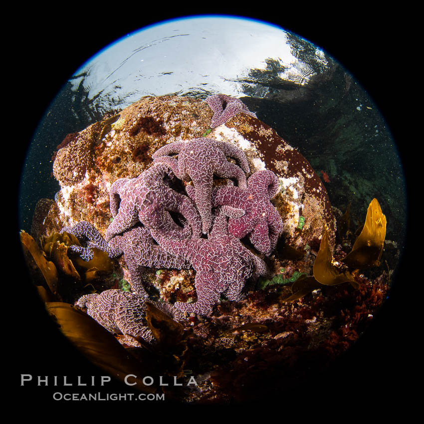 Starfish cling to a rocky reef, surrounded by other colorful invertebrate life. Browning Pass, Vancouver Island. British Columbia, Canada, natural history stock photograph, photo id 35425