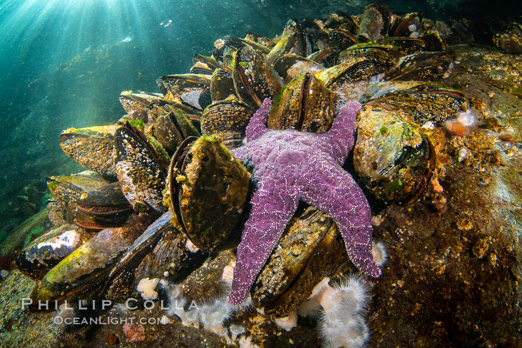 Starfish cling to a rocky reef, surrounded by other colorful invertebrate life. Browning Pass, Vancouver Island. British Columbia, Canada, natural history stock photograph, photo id 35441