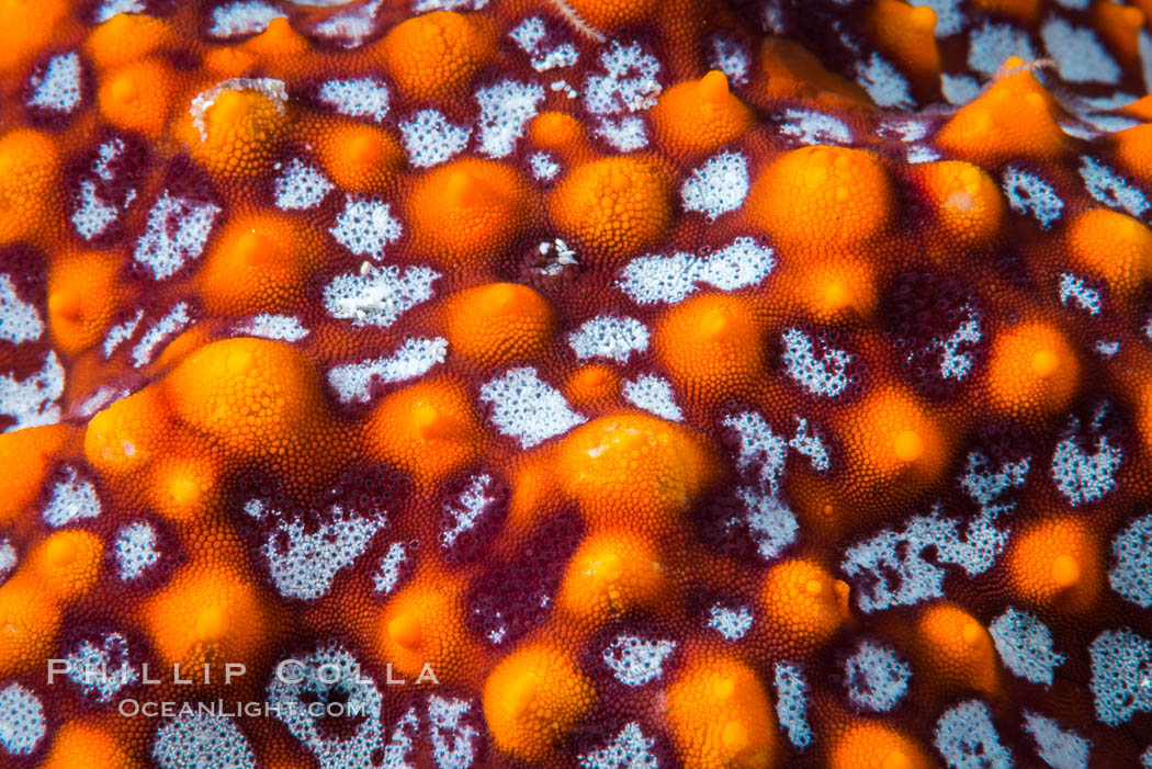 Starfish Sea Star Detail, Sea of Cortez, Mexico. Isla San Diego, Baja California, natural history stock photograph, photo id 33558