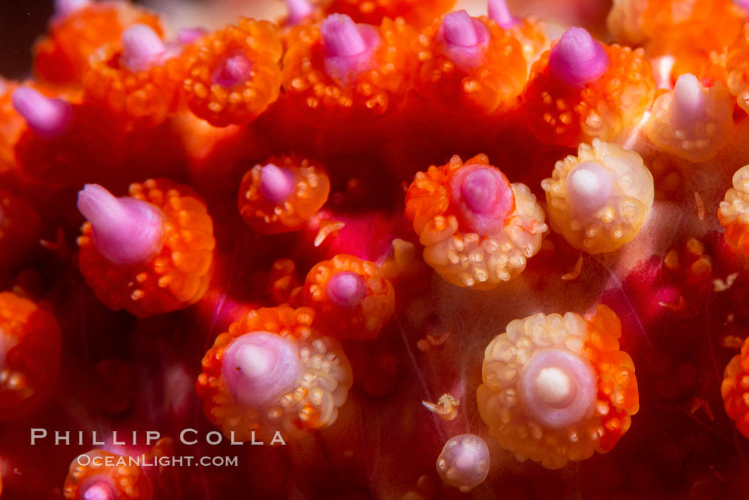 Starfish detail, sea star skin details, Vancouver Island, Canada. British Columbia, natural history stock photograph, photo id 35314