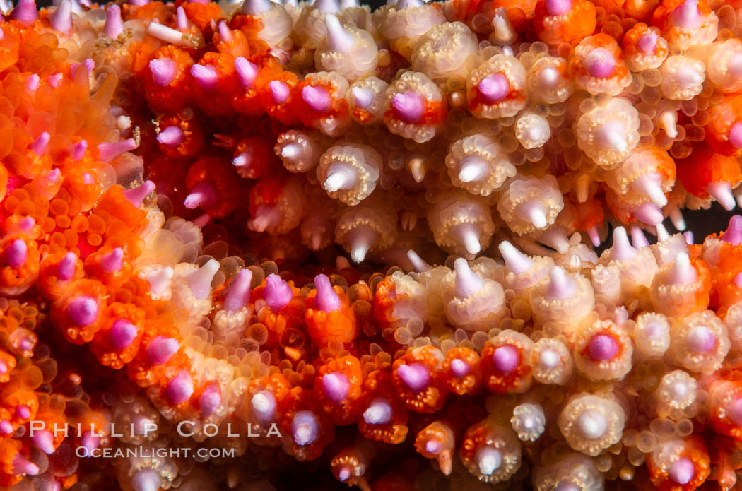 Starfish detail, sea star skin details, Vancouver Island, Canada. British Columbia, natural history stock photograph, photo id 35444