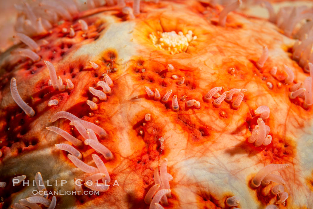 Starfish detail, sea star skin details, Vancouver Island, Canada. British Columbia, natural history stock photograph, photo id 35443