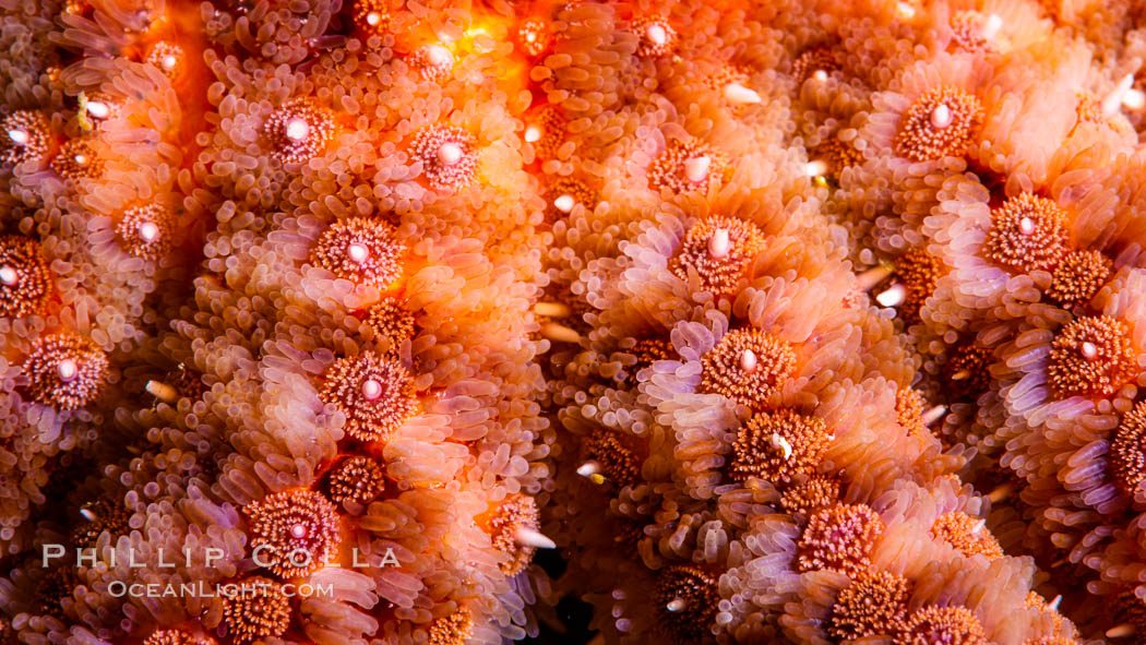 Starfish detail, sea star skin details, Vancouver Island, Canada. British Columbia, natural history stock photograph, photo id 35313