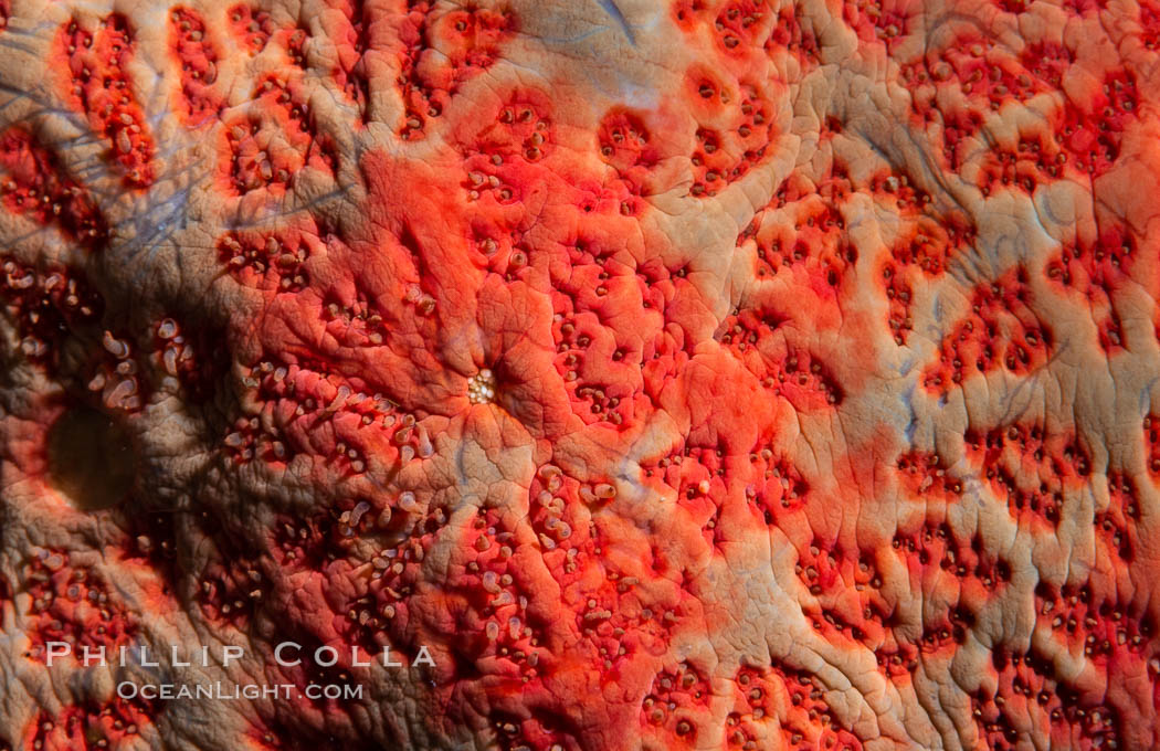 Starfish detail, sea star skin details, Vancouver Island, Canada. British Columbia, natural history stock photograph, photo id 35373