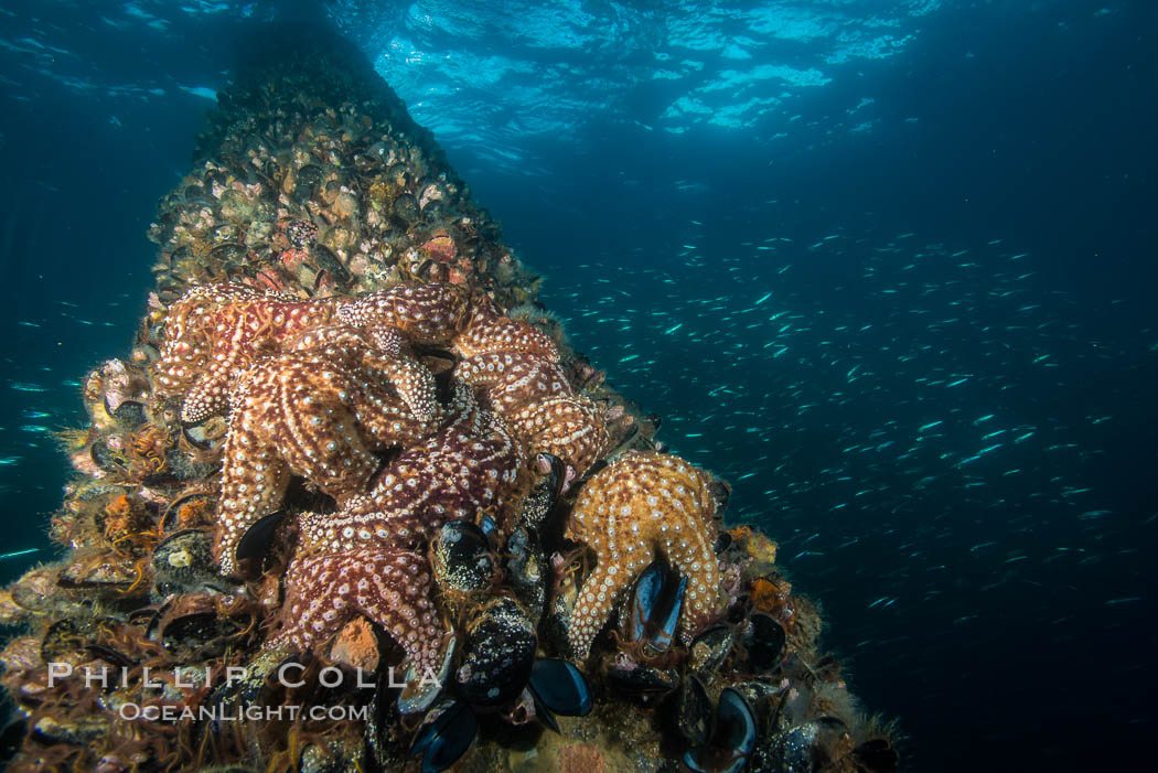 Starfish on Oil Rig Ellen underwater structure, covered in invertebrate life. Long Beach, California, USA, natural history stock photograph, photo id 31117