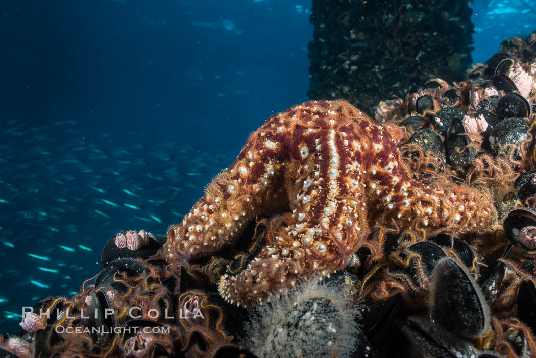 Starfish on Oil Rig Elly underwater beams. Long Beach, California, USA, natural history stock photograph, photo id 31140