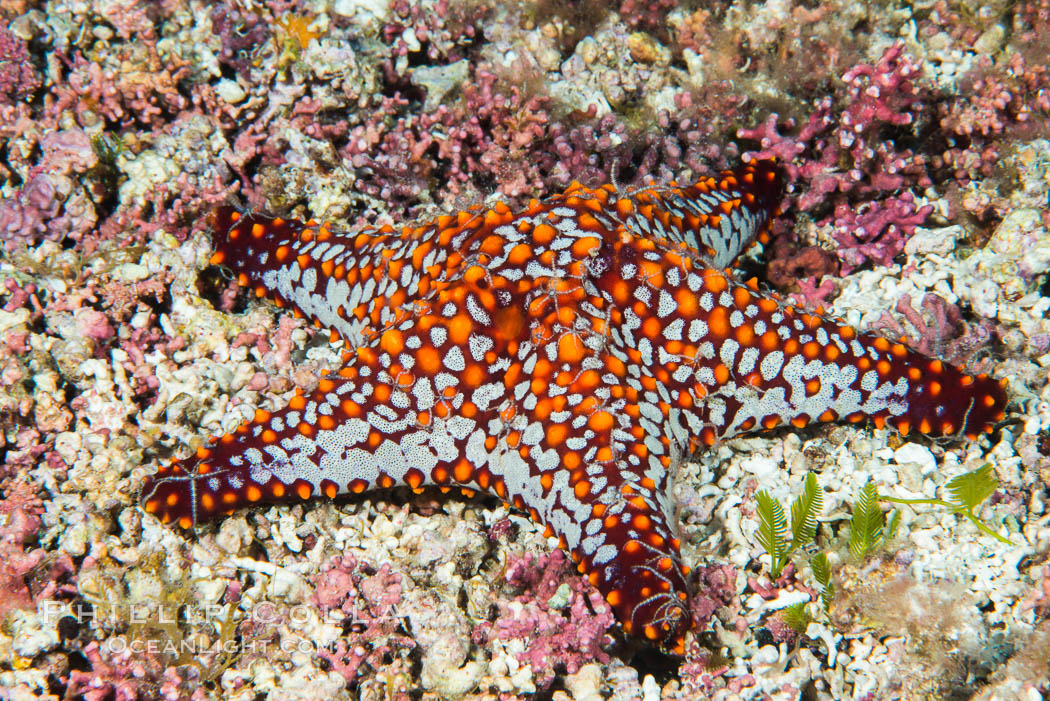Starfish, Sea of Cortez. Isla San Diego, Baja California, Mexico, natural history stock photograph, photo id 33588