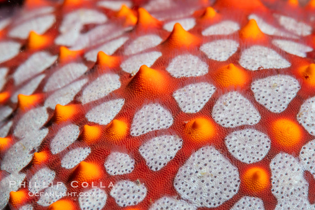 Starfish Sea Star Detail, Sea of Cortez, Mexico, Isla Angel de la Guarda, Baja California Starfish Sea Star Detail, Sea of Cortez, Mexico, Isla Angel de la Guarda, Baja California