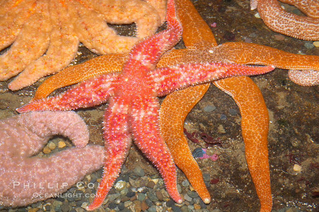 Starfish, seastars and anemones cover the rocks in a intertidal tidepool, Puget Sound, Washington., natural history stock photograph, photo id 13722