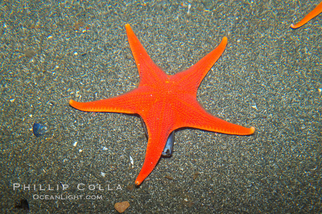 Unidentified starfish., natural history stock photograph, photo id 13740