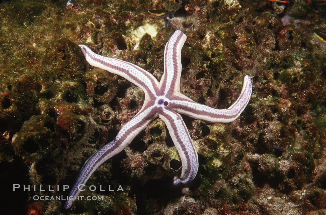 Starfish. Galapagos Islands, Ecuador, natural history stock photograph, photo id 05591