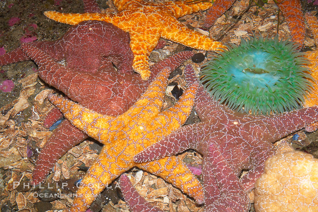 Starfish, seastars and anemones cover the rocks in a intertidal tidepool, Puget Sound, Washington., natural history stock photograph, photo id 13723