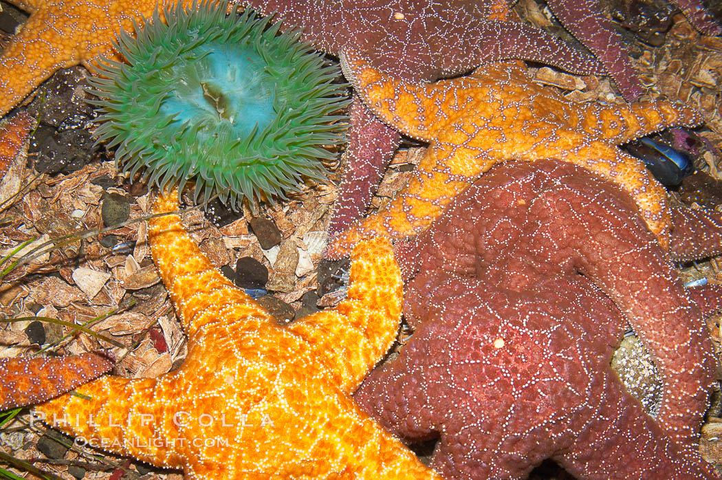 Starfish, seastars and anemones cover the rocks in a intertidal tidepool, Puget Sound, Washington., natural history stock photograph, photo id 13721
