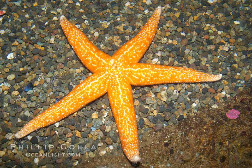 Unidentified starfish., natural history stock photograph, photo id 13741